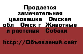 Продается замечательная целовашка - Омская обл., Омск г. Животные и растения » Собаки   